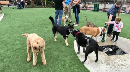 Image of Dog Park 