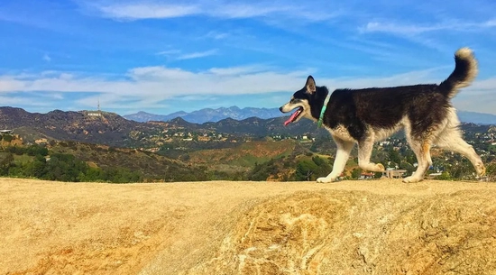 Image of Dog Park 