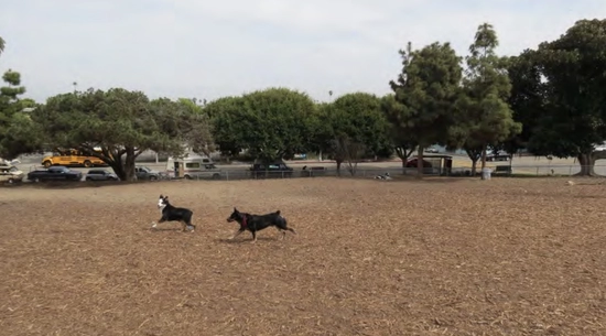 Image of the Westminster Dog Park