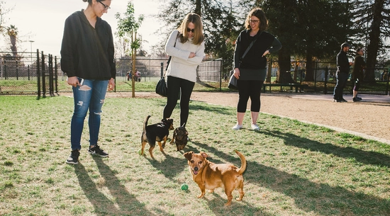 Image of Dogs and people in park 