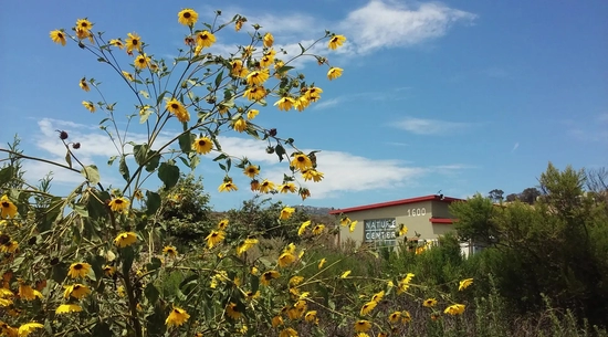 images of flowers in White Point Park Nature Preserve