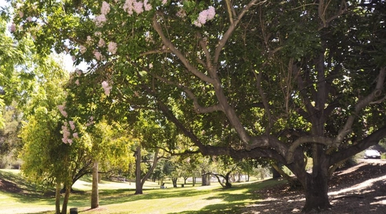 Image of Elysian Park