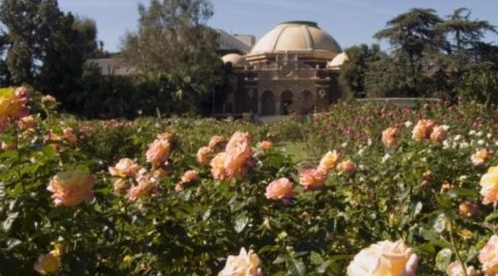 Flowers blooming in Exposition Park Rose Garden.